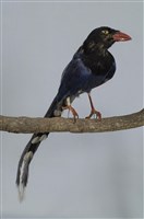 藏品(臺灣藍鵲)的圖片